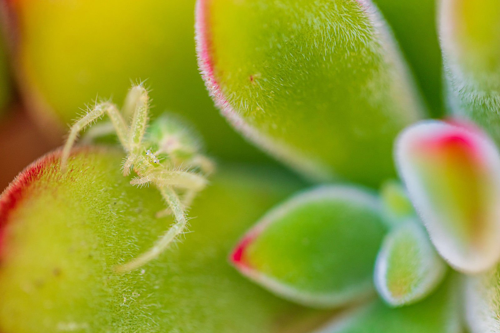 Flore Méditerranéenne Robert Palomba Photographe sur Nice, région