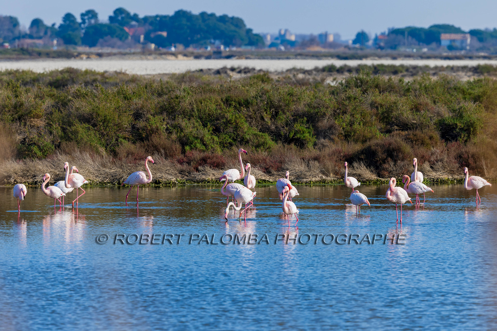 Flamant rose