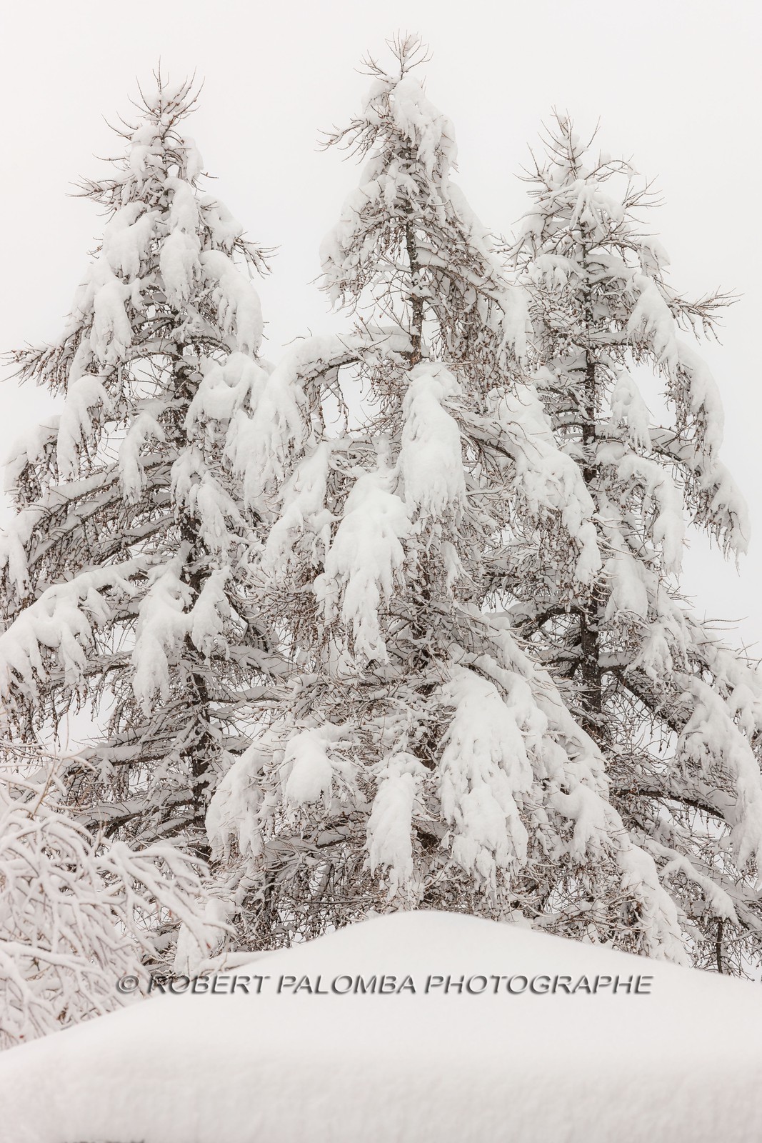 Forêt enneigée Forêt enneigée