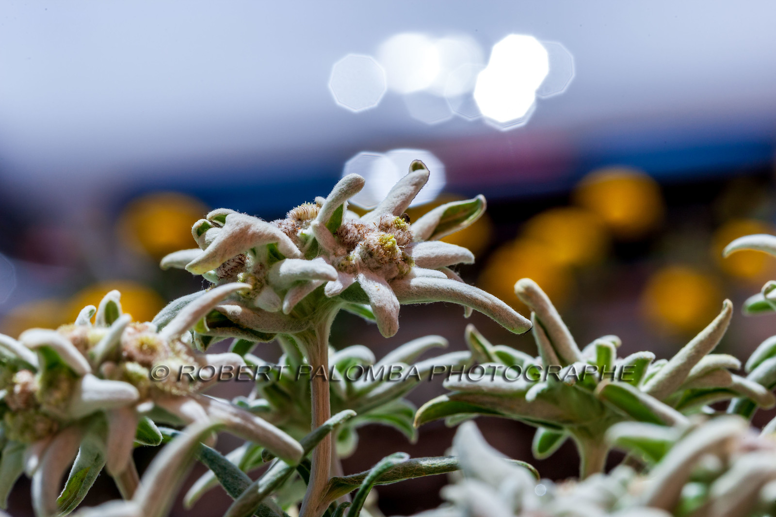 Alpes-de-Haute-Provence (04) Val d'Allos