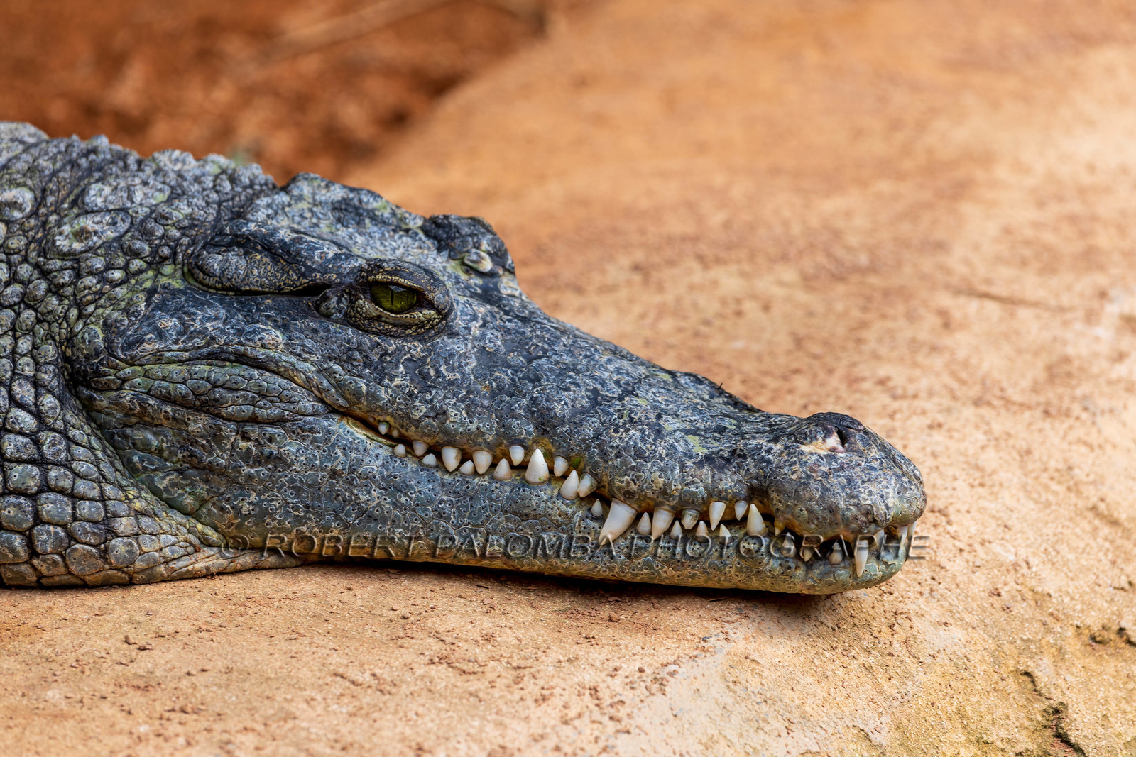 La Ferme aux crocodiles