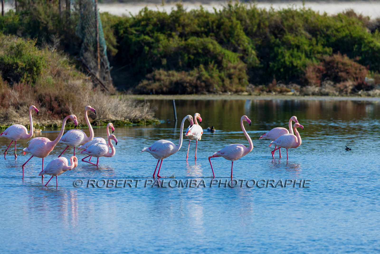 Flamant rose