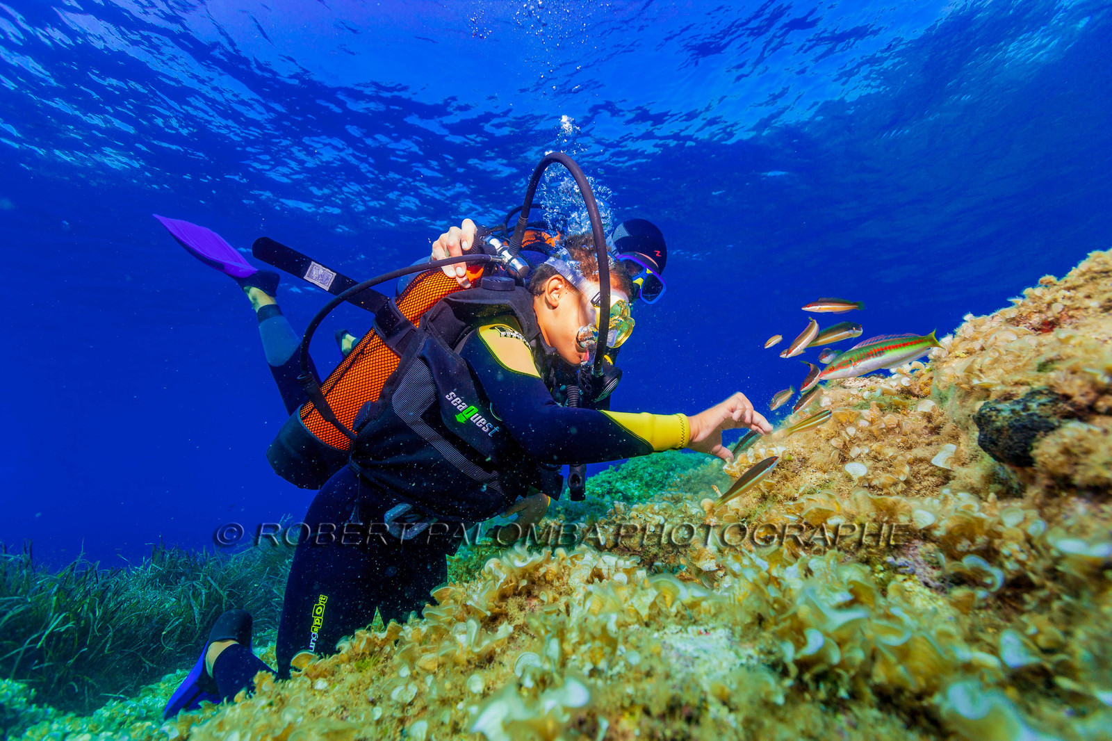 Plongée-sous-marine