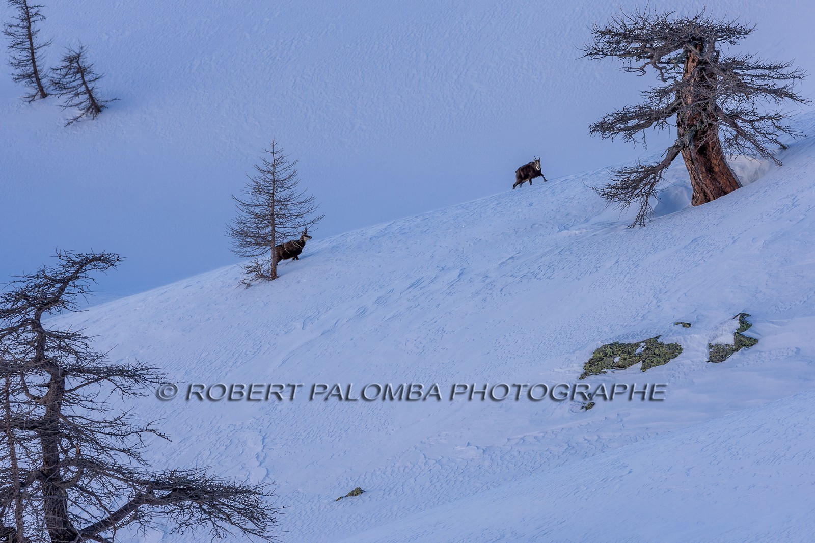 Chamois