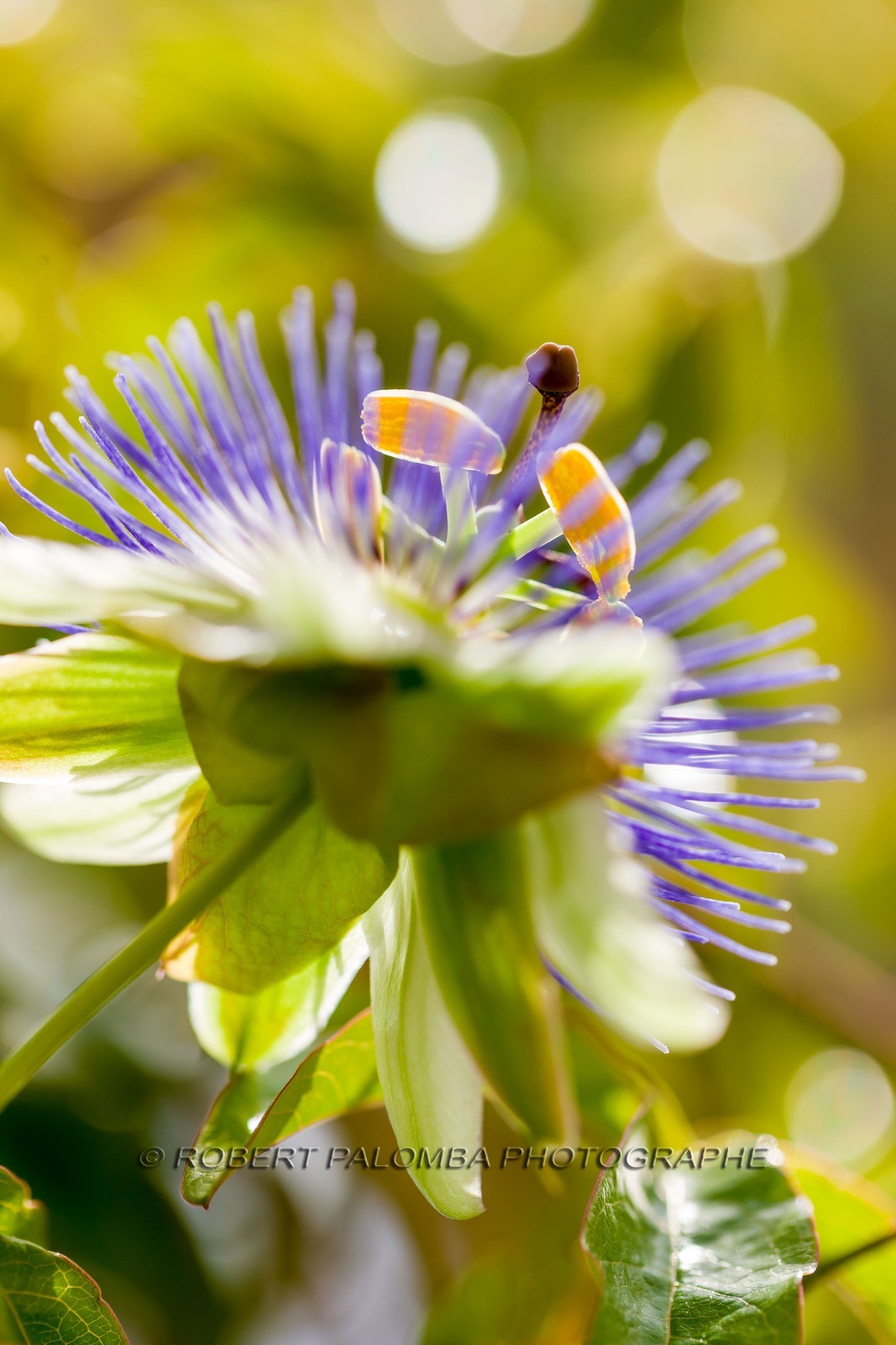 Flore méditerranéenne Flore méditerranéenne