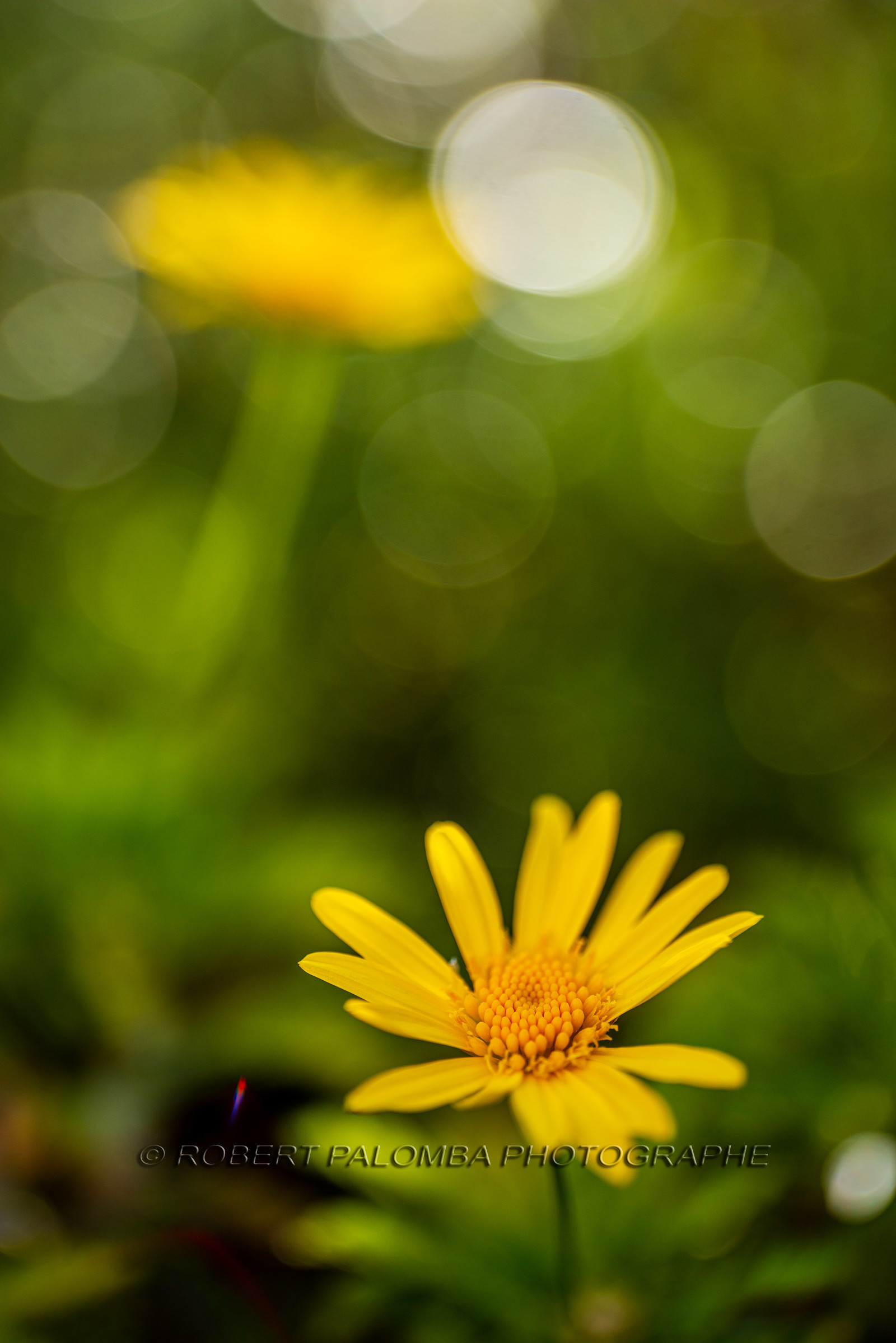 Flore méditerranéenne