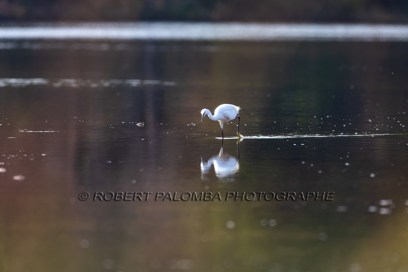 Grande Aigrette