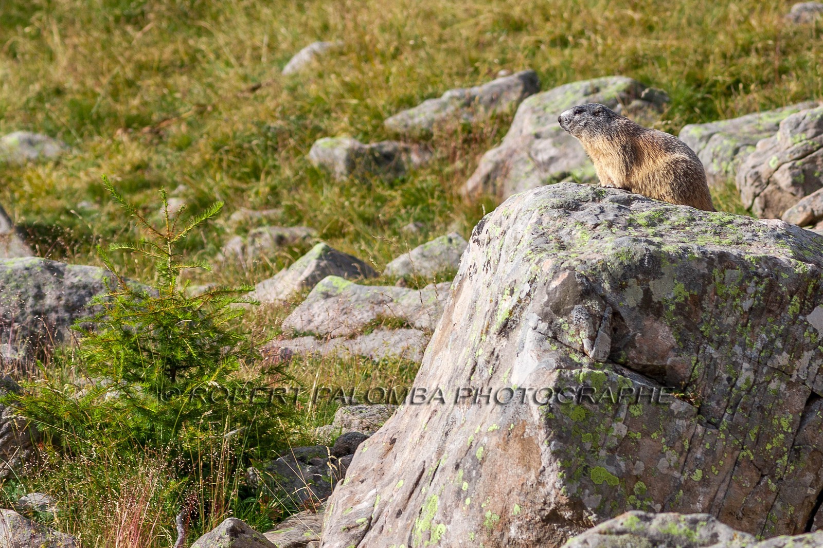 Marmotte, Marmota