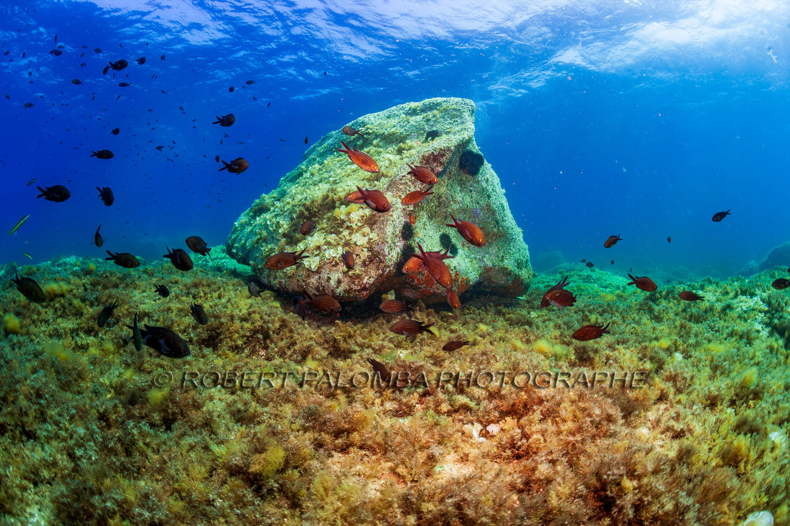Plongée-sous-marine