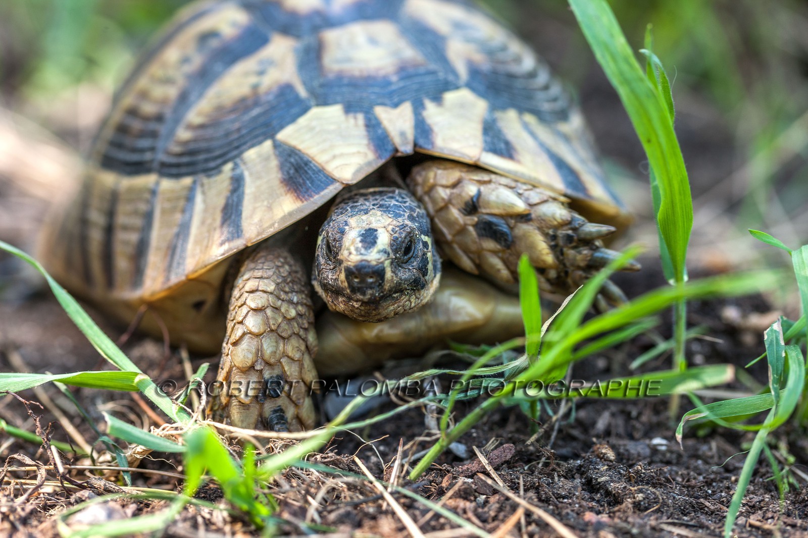 Tortue d'Hermann,Testudo hermanni Tortue d'Hermann,Testudo hermanni