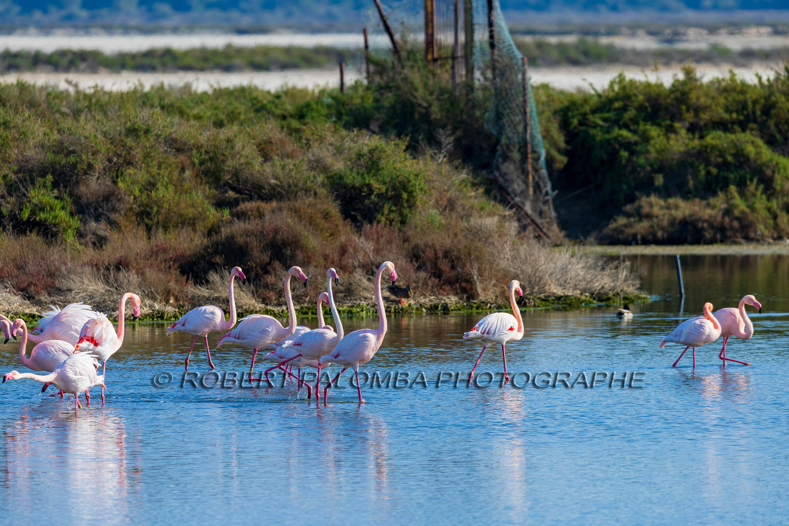 Flamant rose