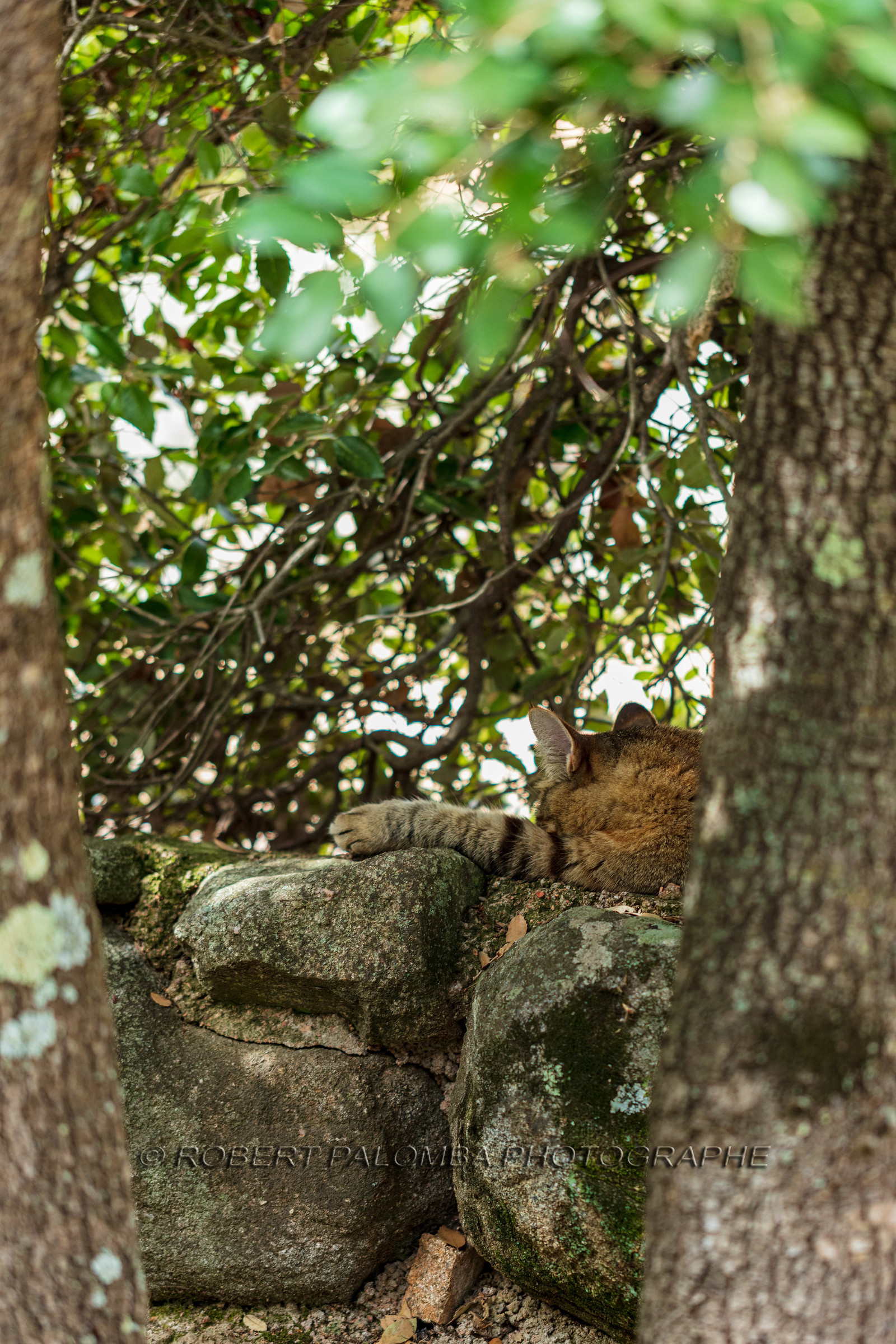 Chat corse