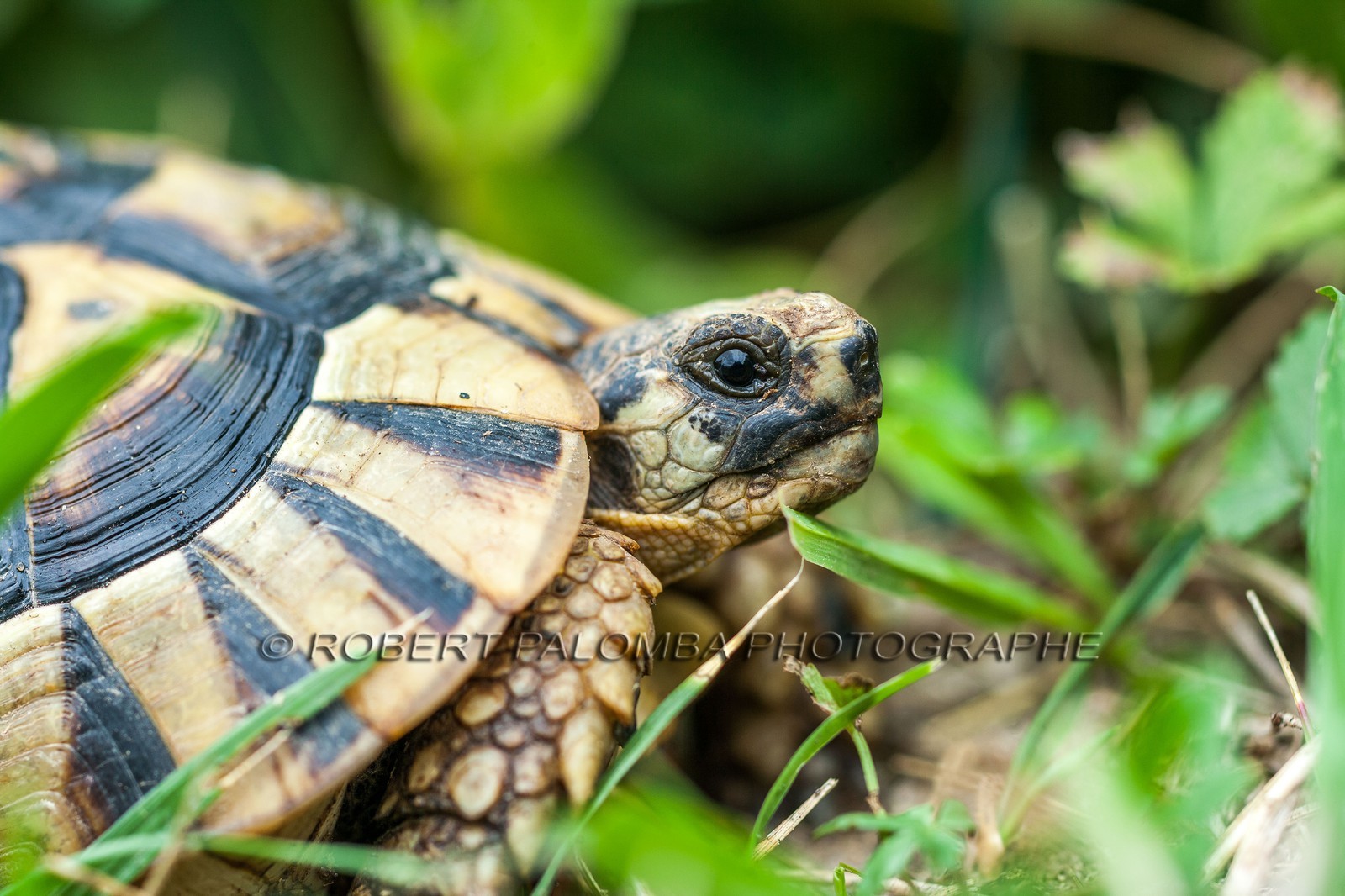 Tortue d'Hermann,Testudo hermanni Tortue d'Hermann,Testudo hermanni