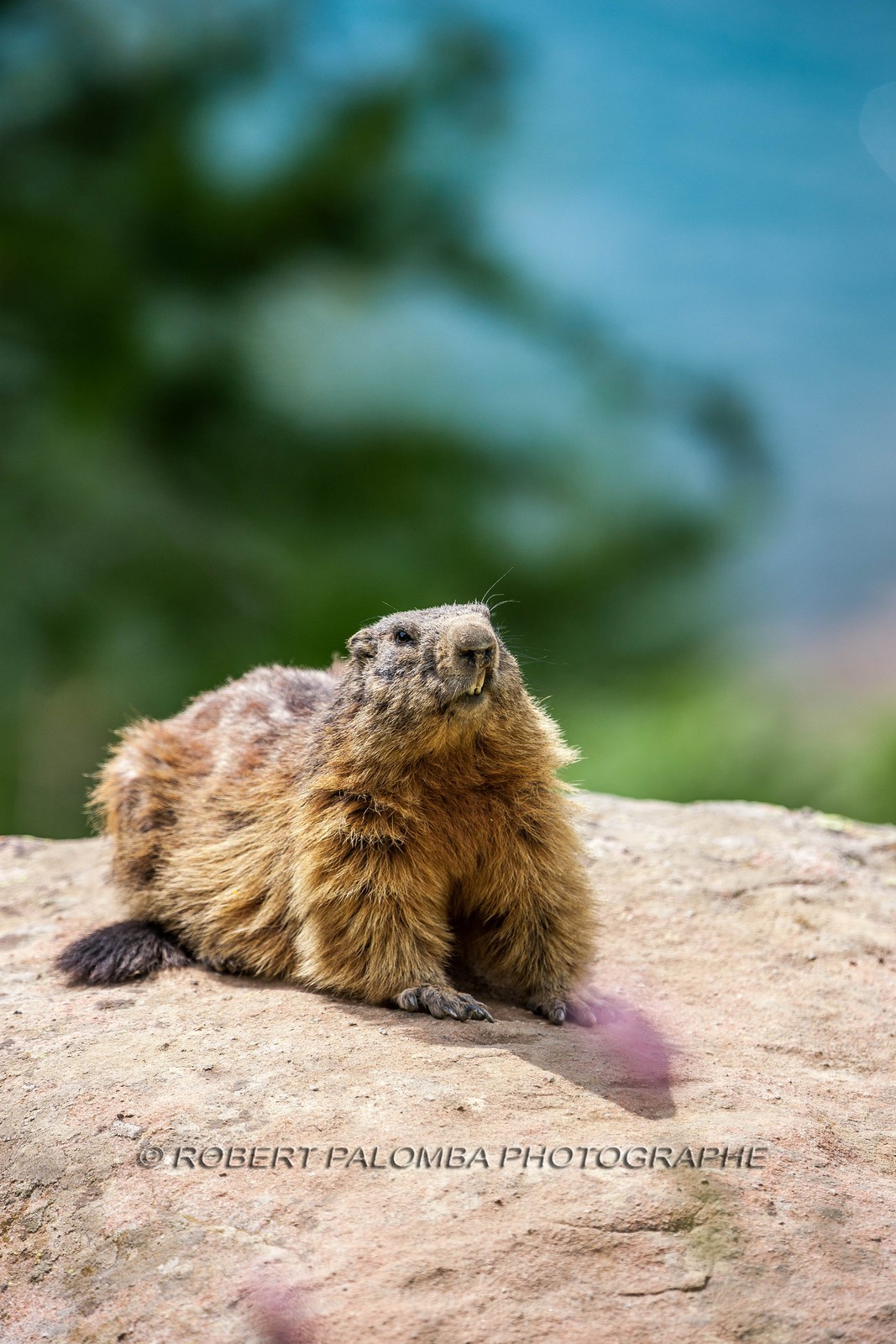 Marmotte, Marmota
