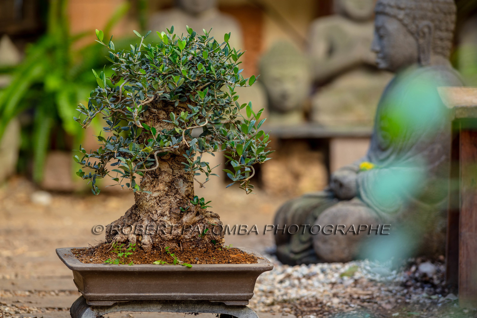 Bonsai