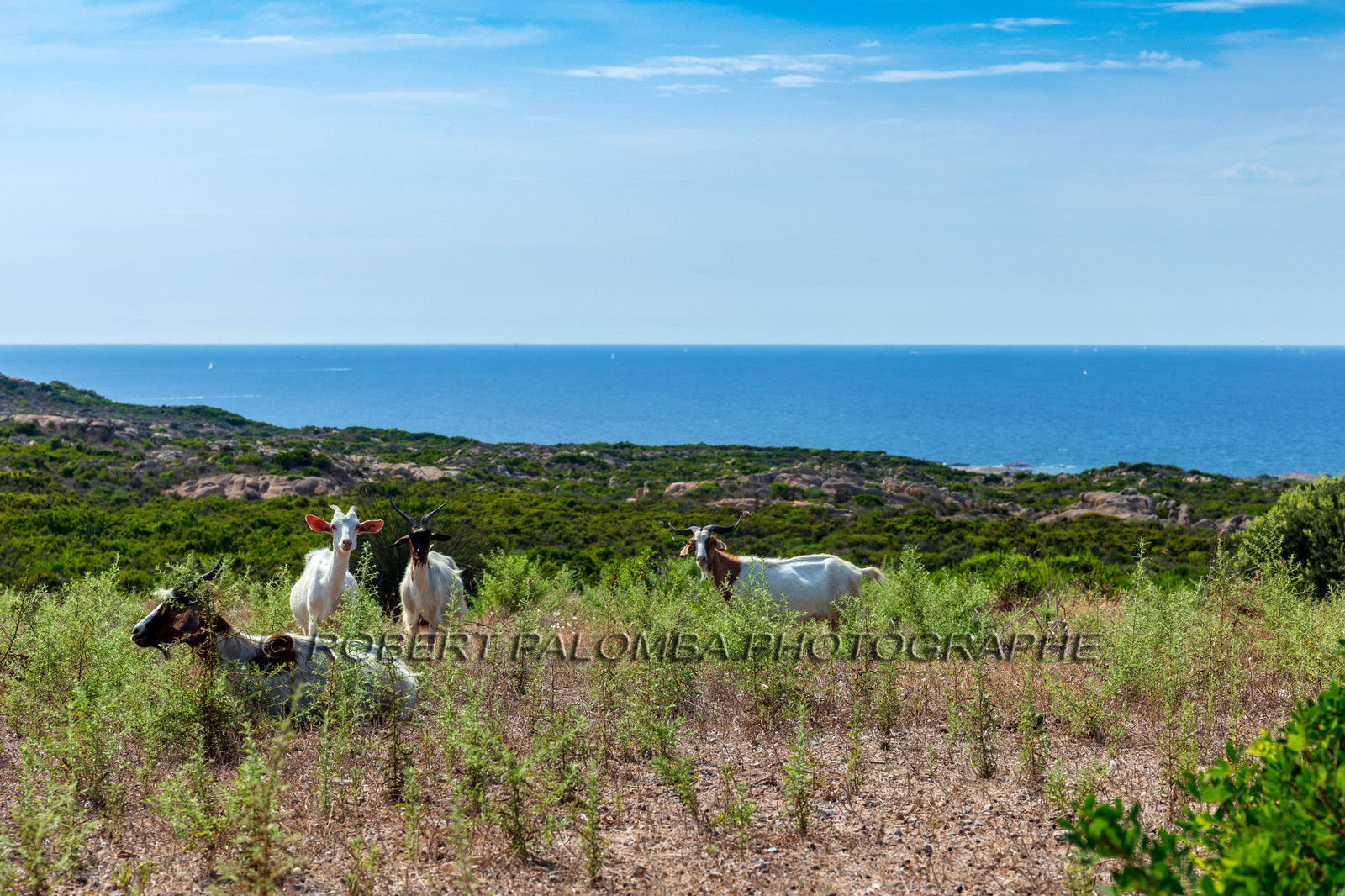 Faune corse