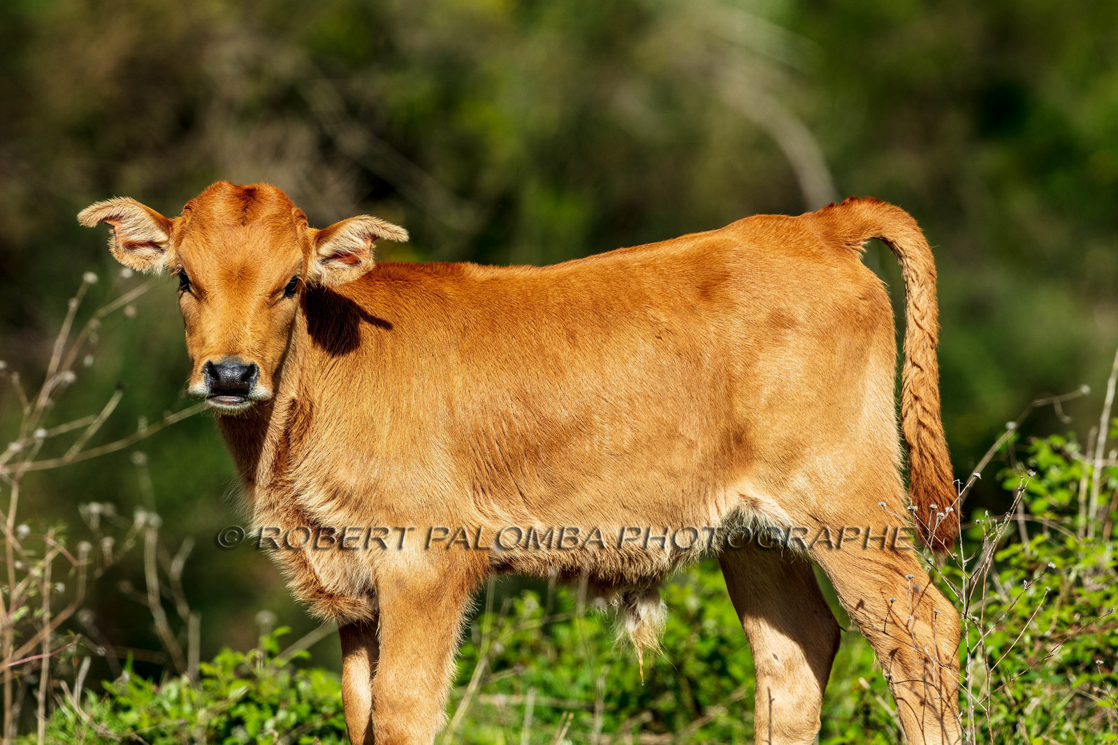 Faune corse