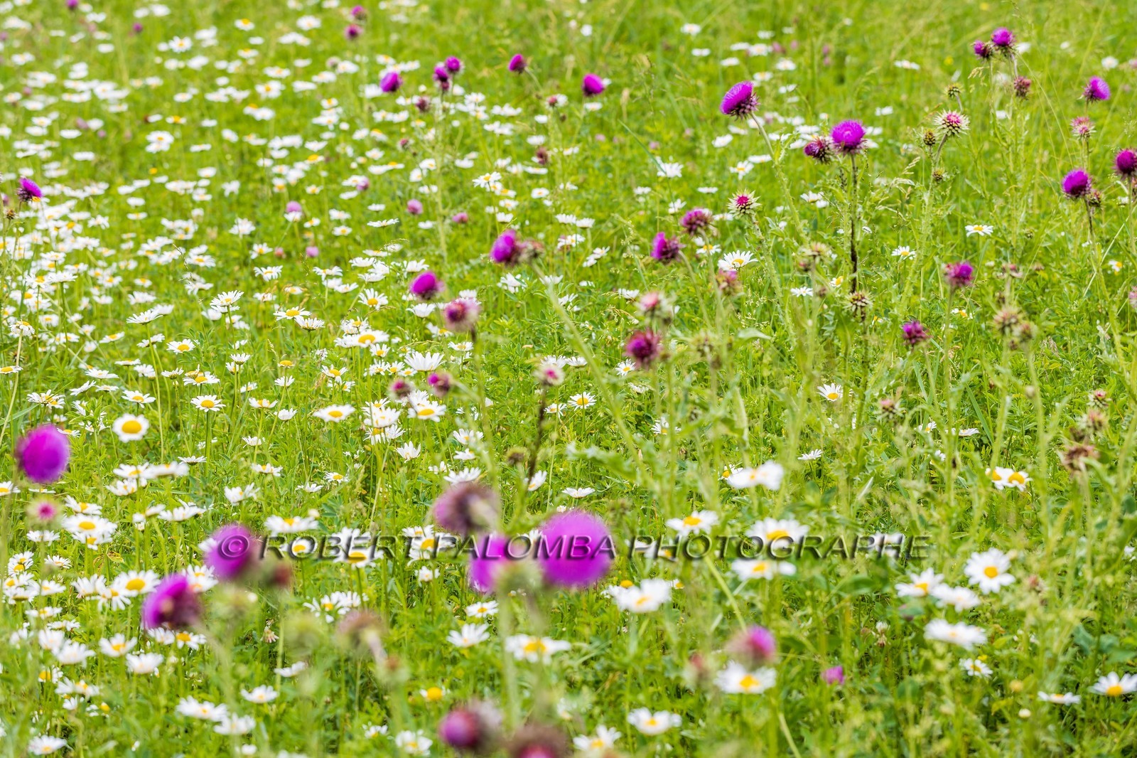 Flore alpine