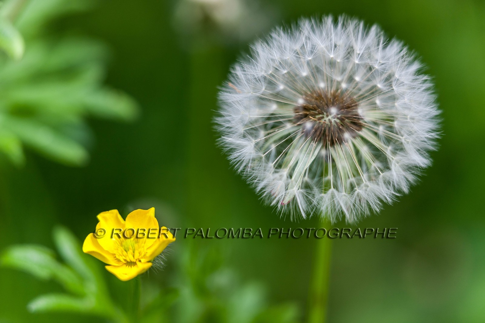 Pissenlit dit Taraxacum Pissenlit dit Taraxacum