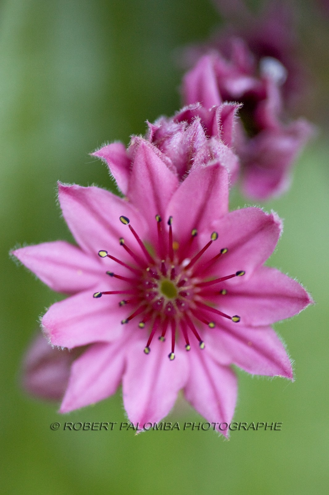Joubarbe, Sempervivum tectorum