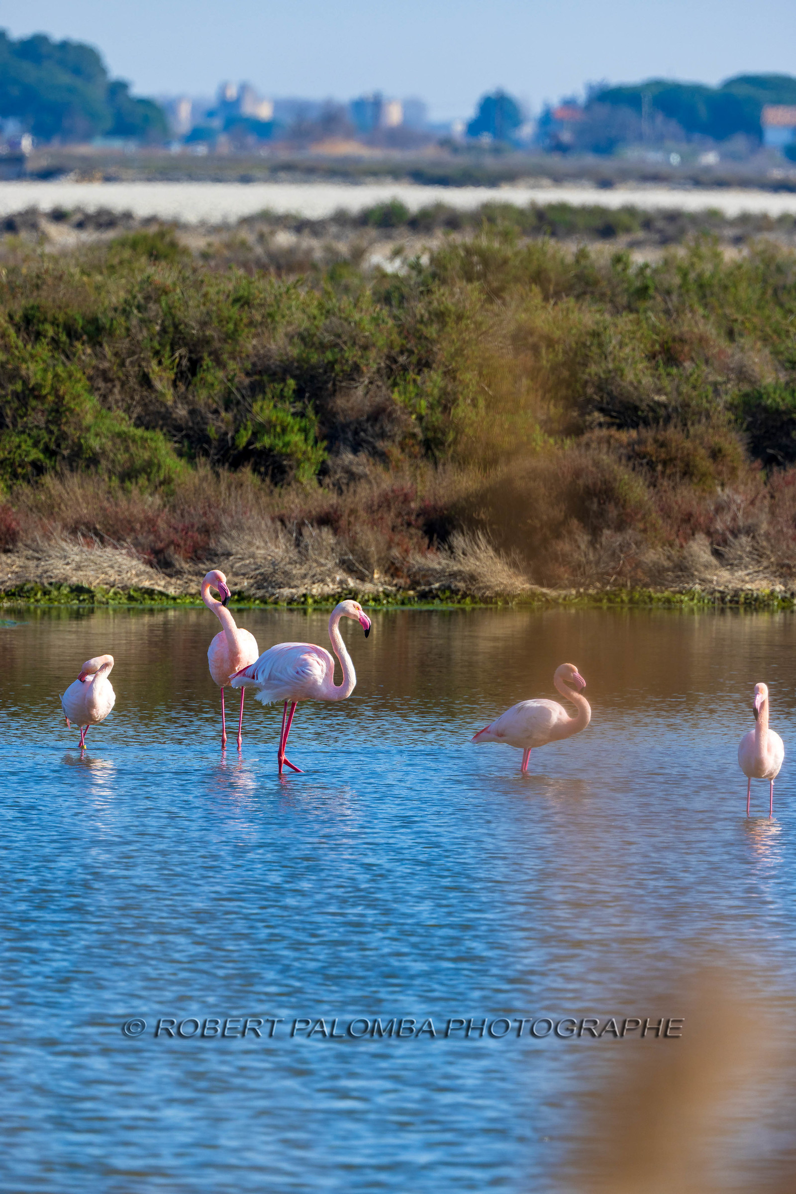 Flamant rose