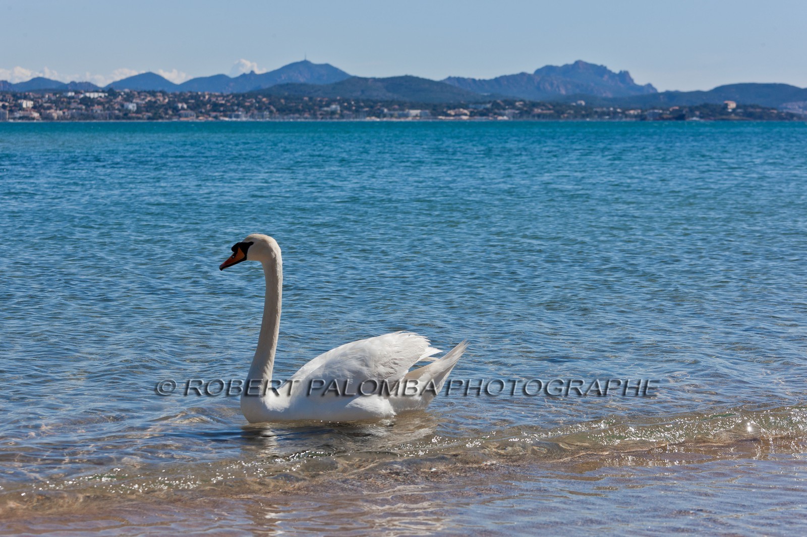 Cygne
