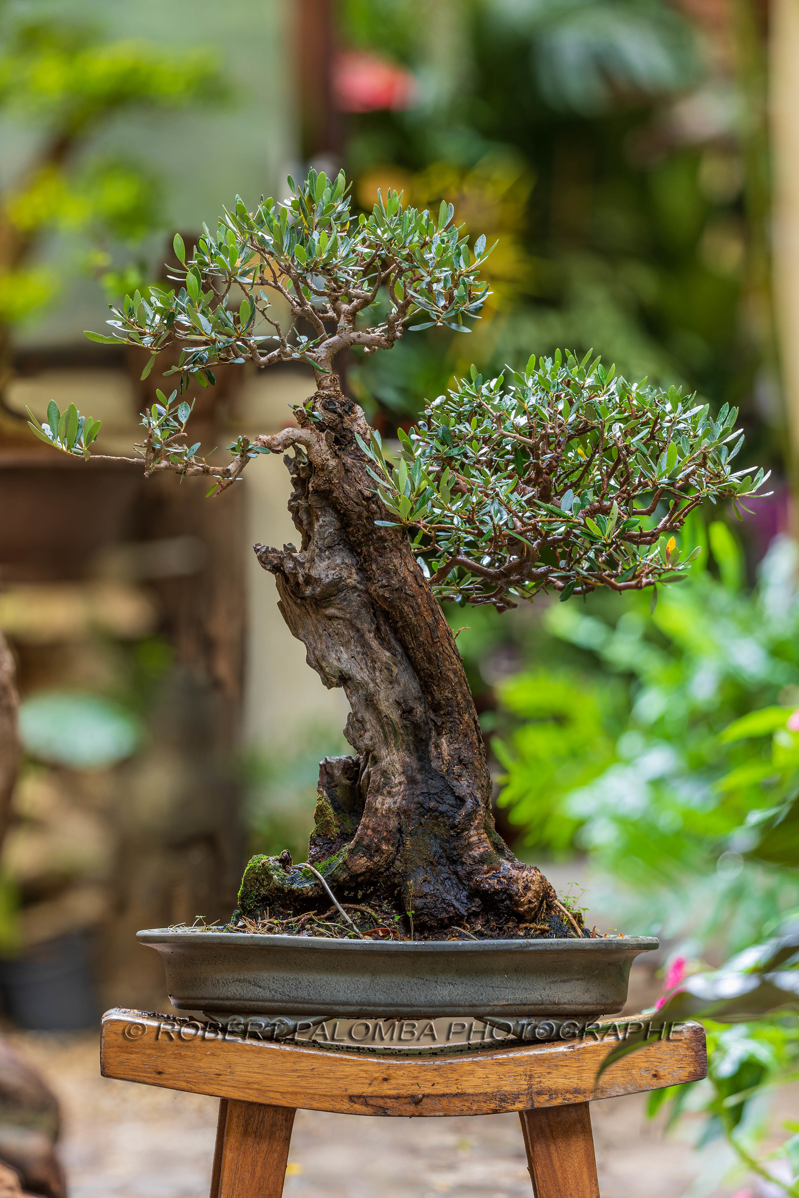 Bonsai Center