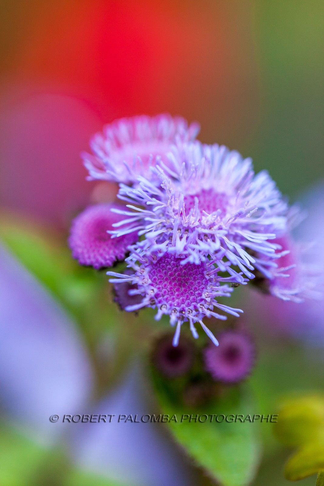 Flore Méditerranéenne Flore Méditerranéenne