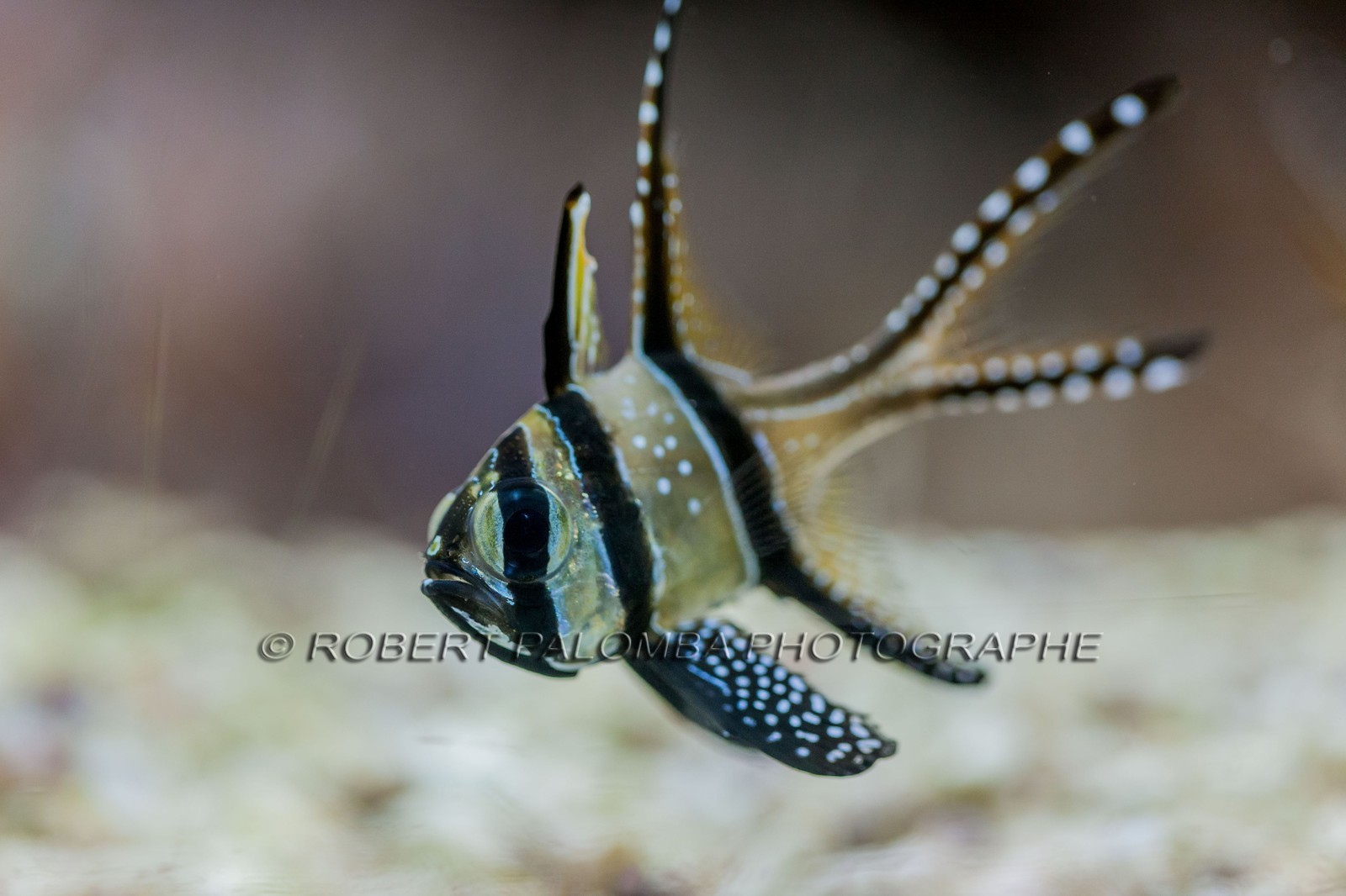 Musée Océanographique de Monaco