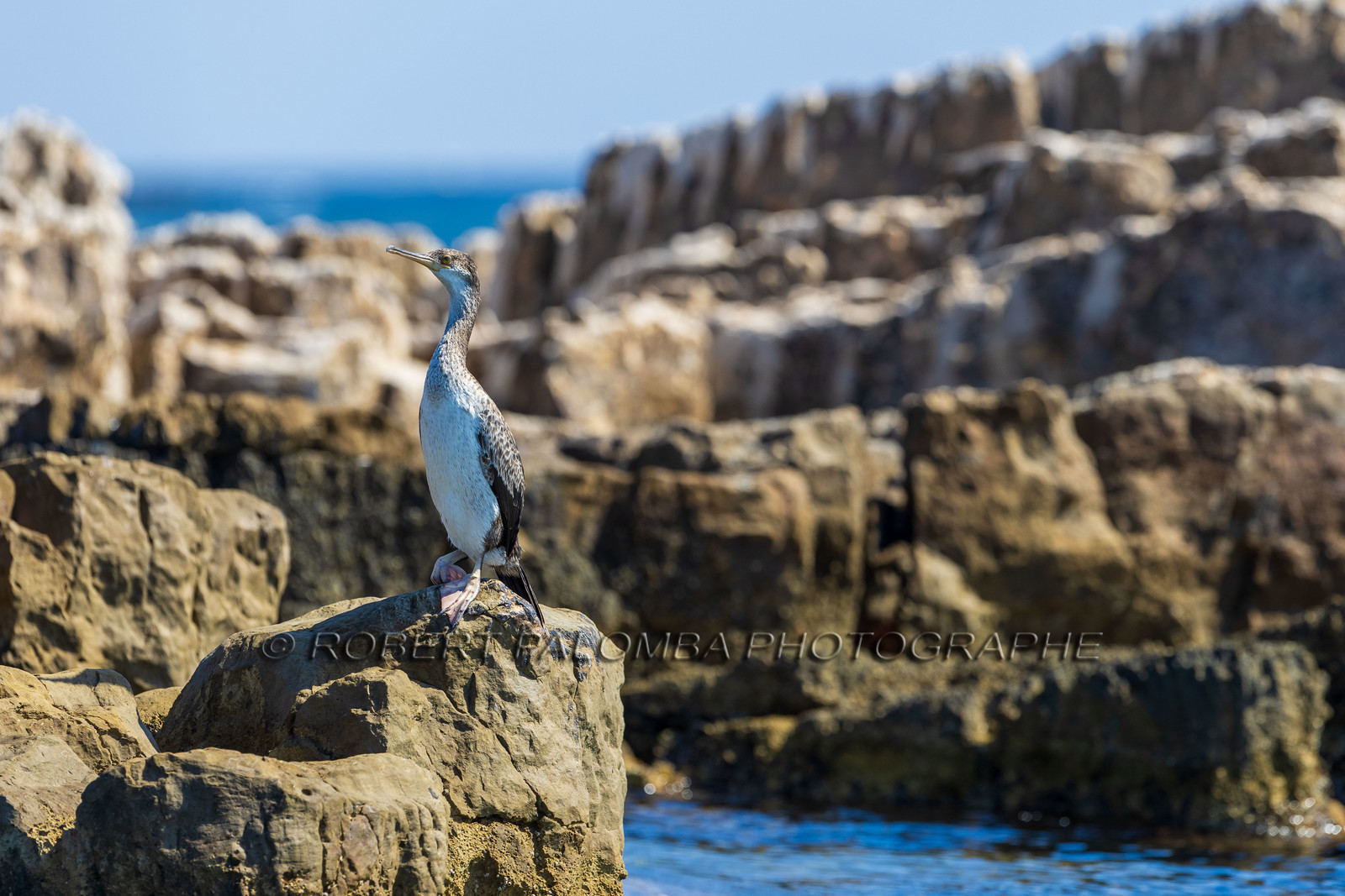 Cormoran huppé immature, Phalacrocorax aristotelis