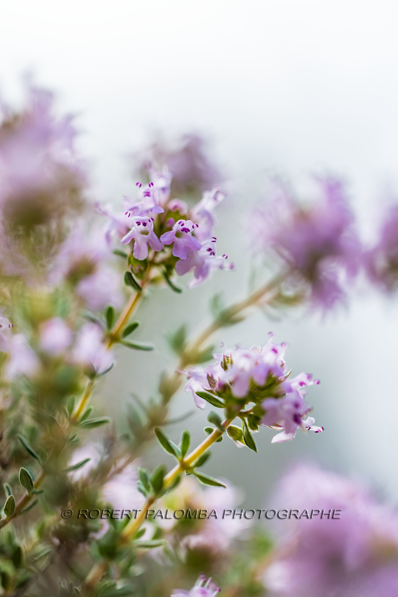 Flore