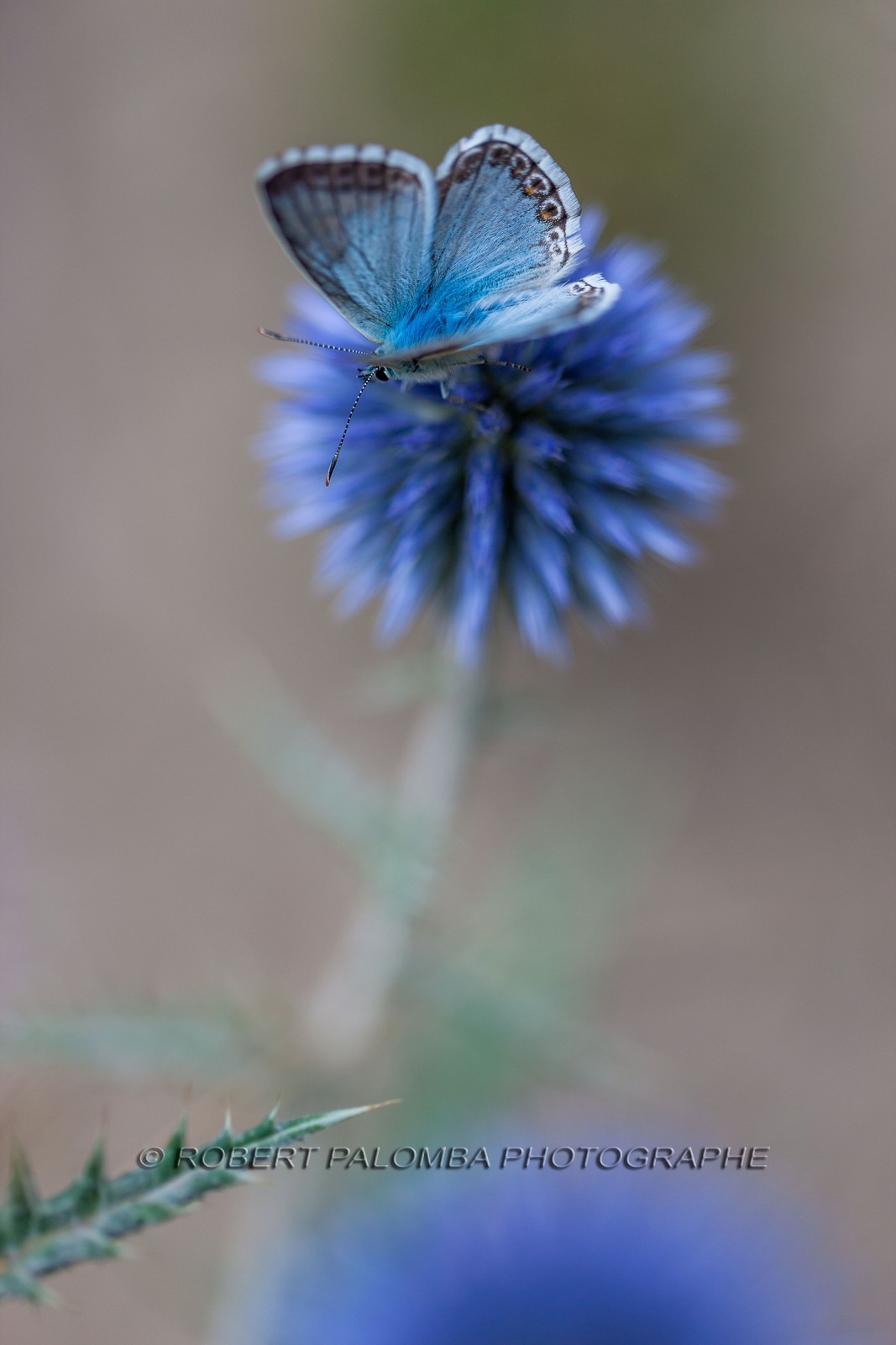 Chardon, Carduus defloratus