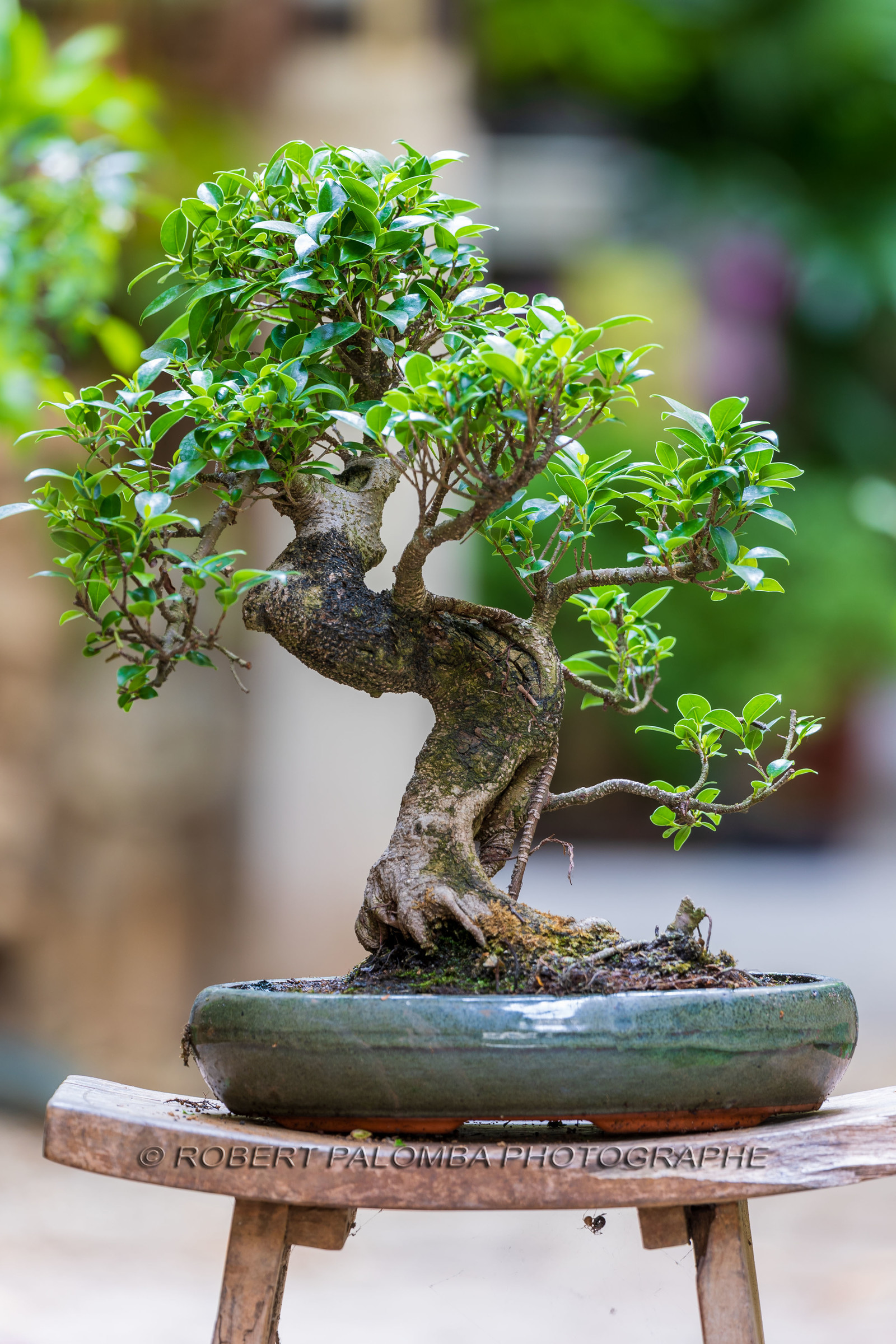 Bonsai