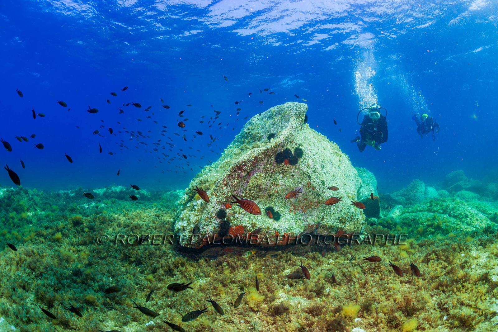 Plongée-sous-marine