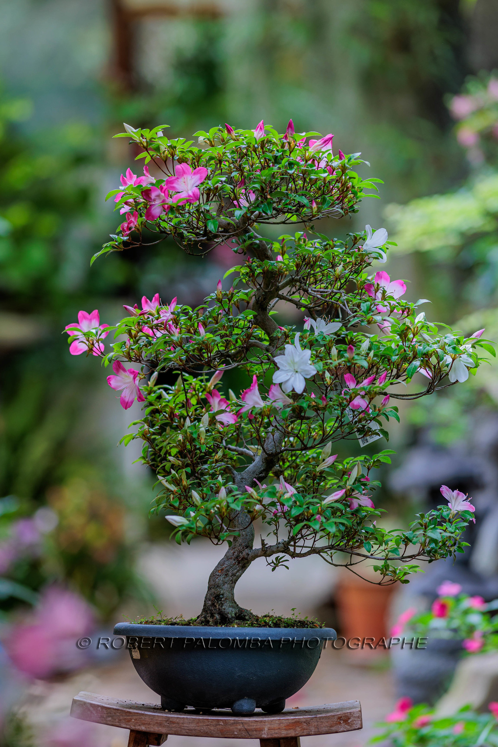 Bonsai