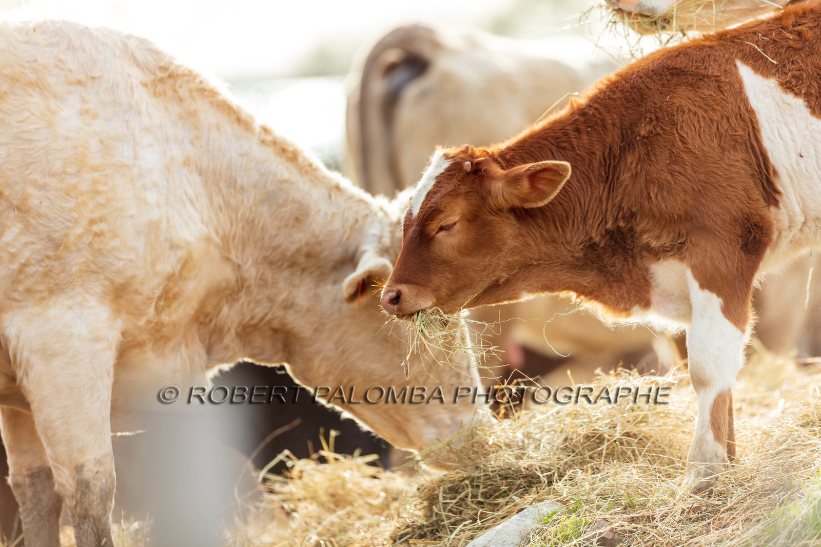 Faune corse