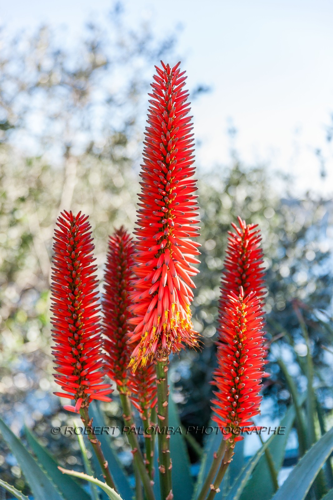 Flore méditerranéenne Flore méditerranéenne