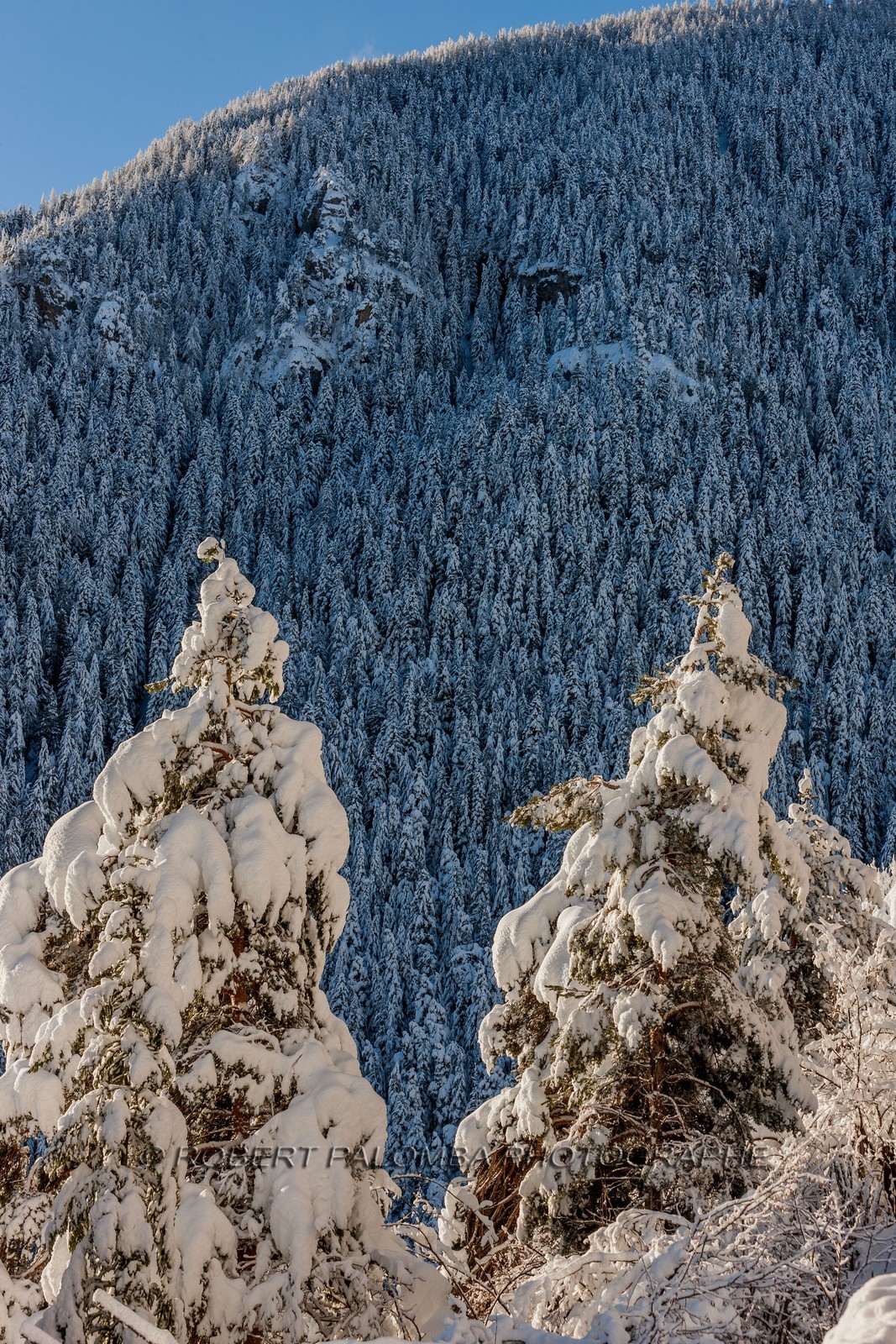 Auron