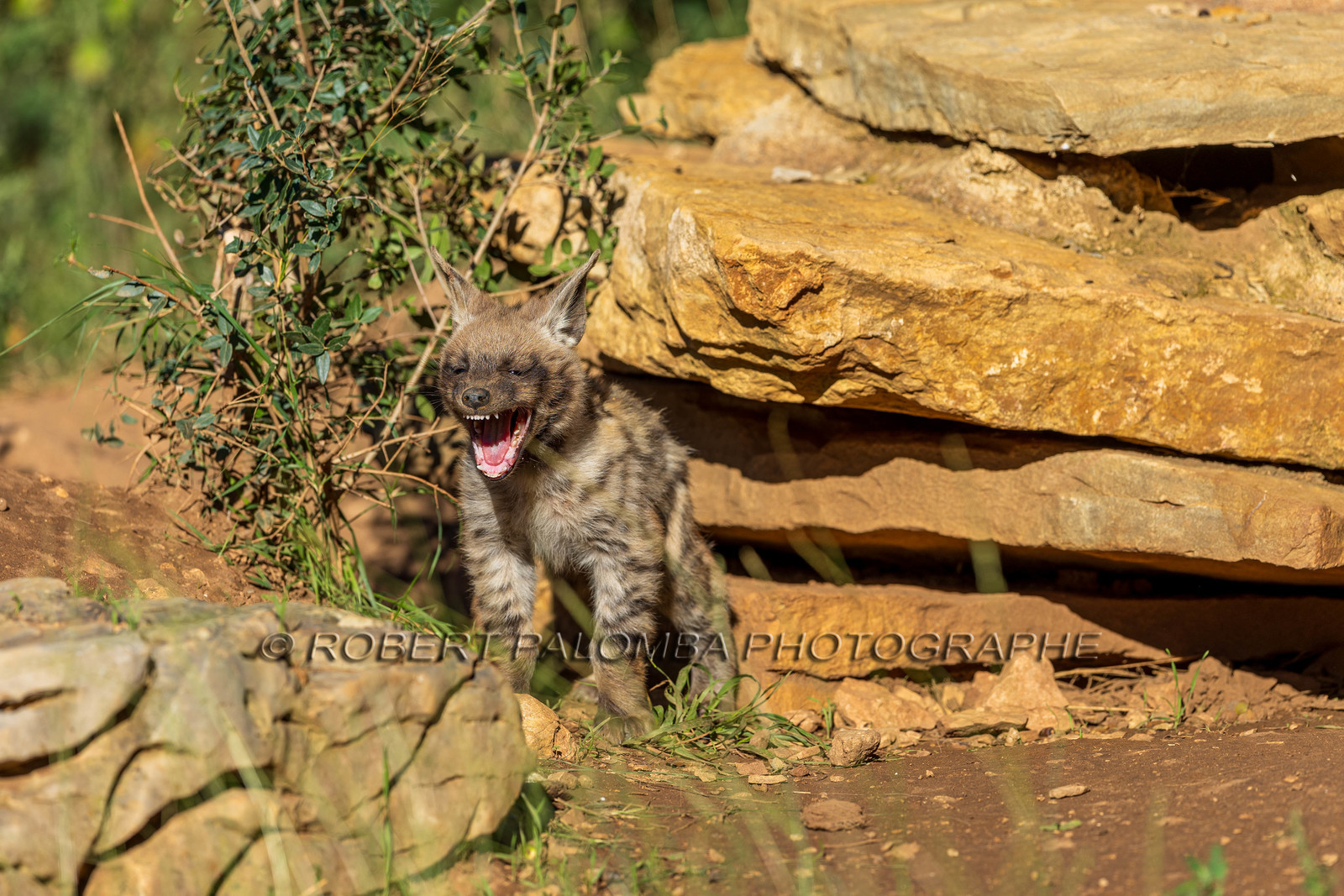Parc animalier de la Barben