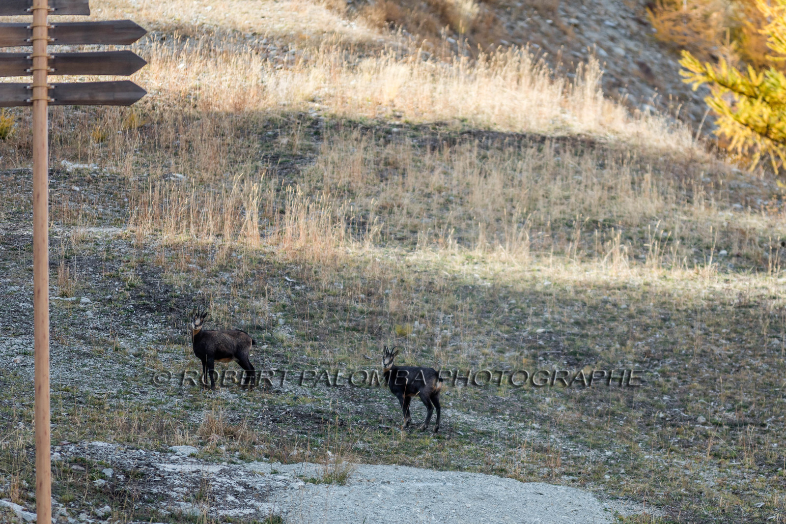 Chamois