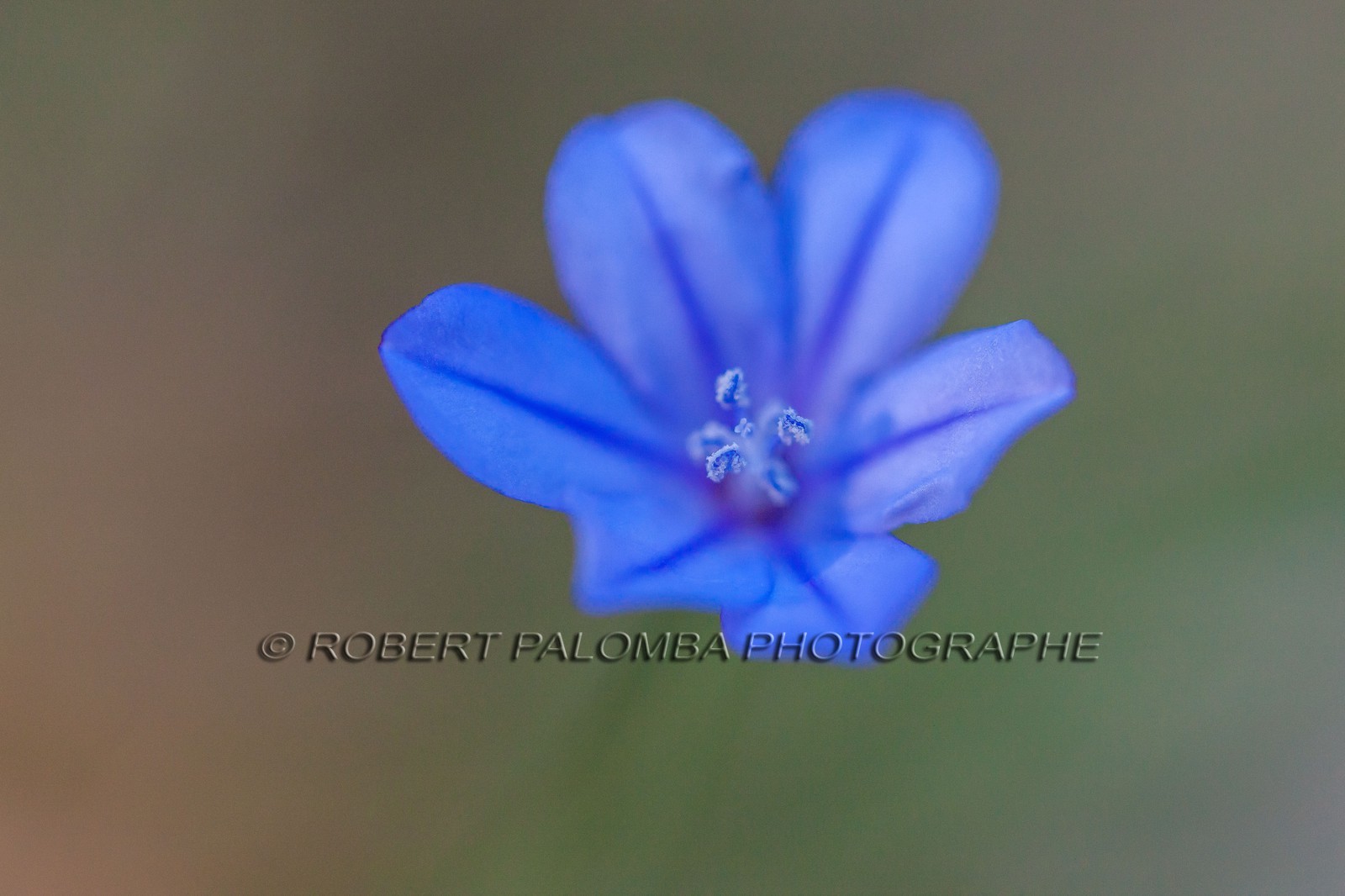 Aphyllante de Montpellier Aphyllante de Montpellier