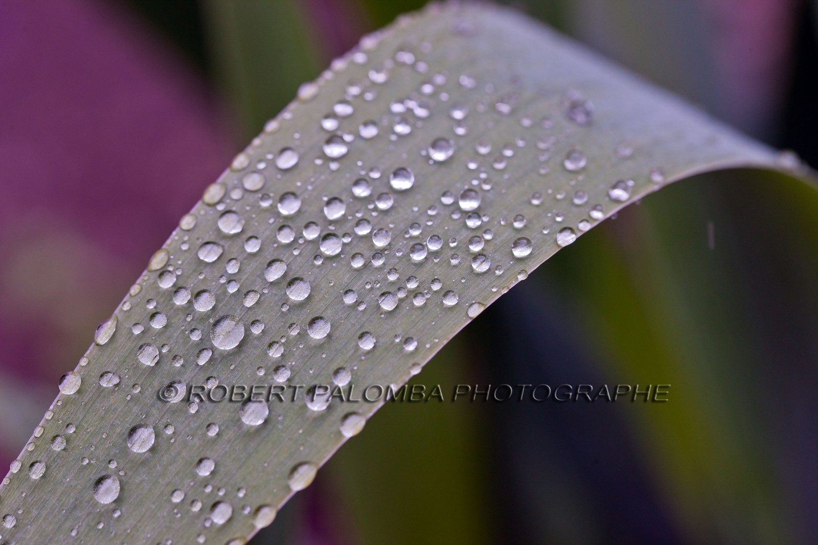 Iris, Iris haynei Iris, Iris haynei