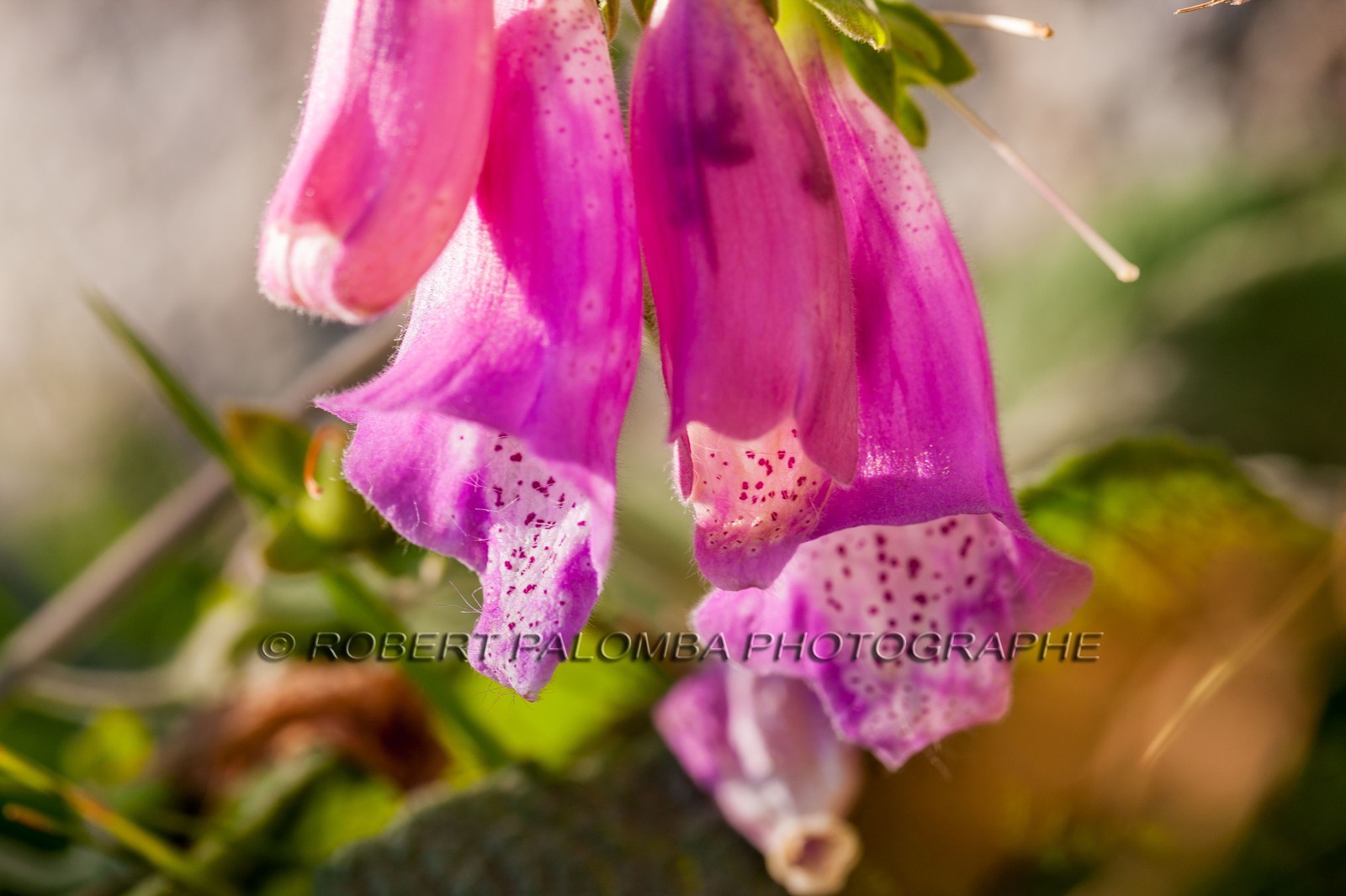 Digitale sauvage, Digitalis purpureaSud