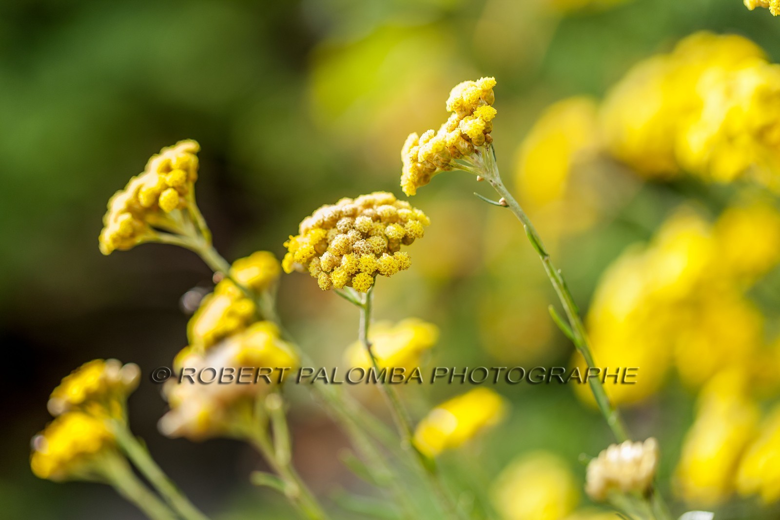 Flore corse