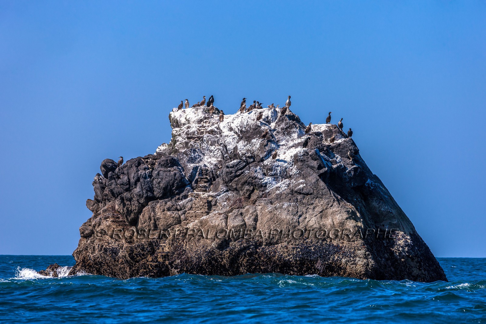 Cormoran