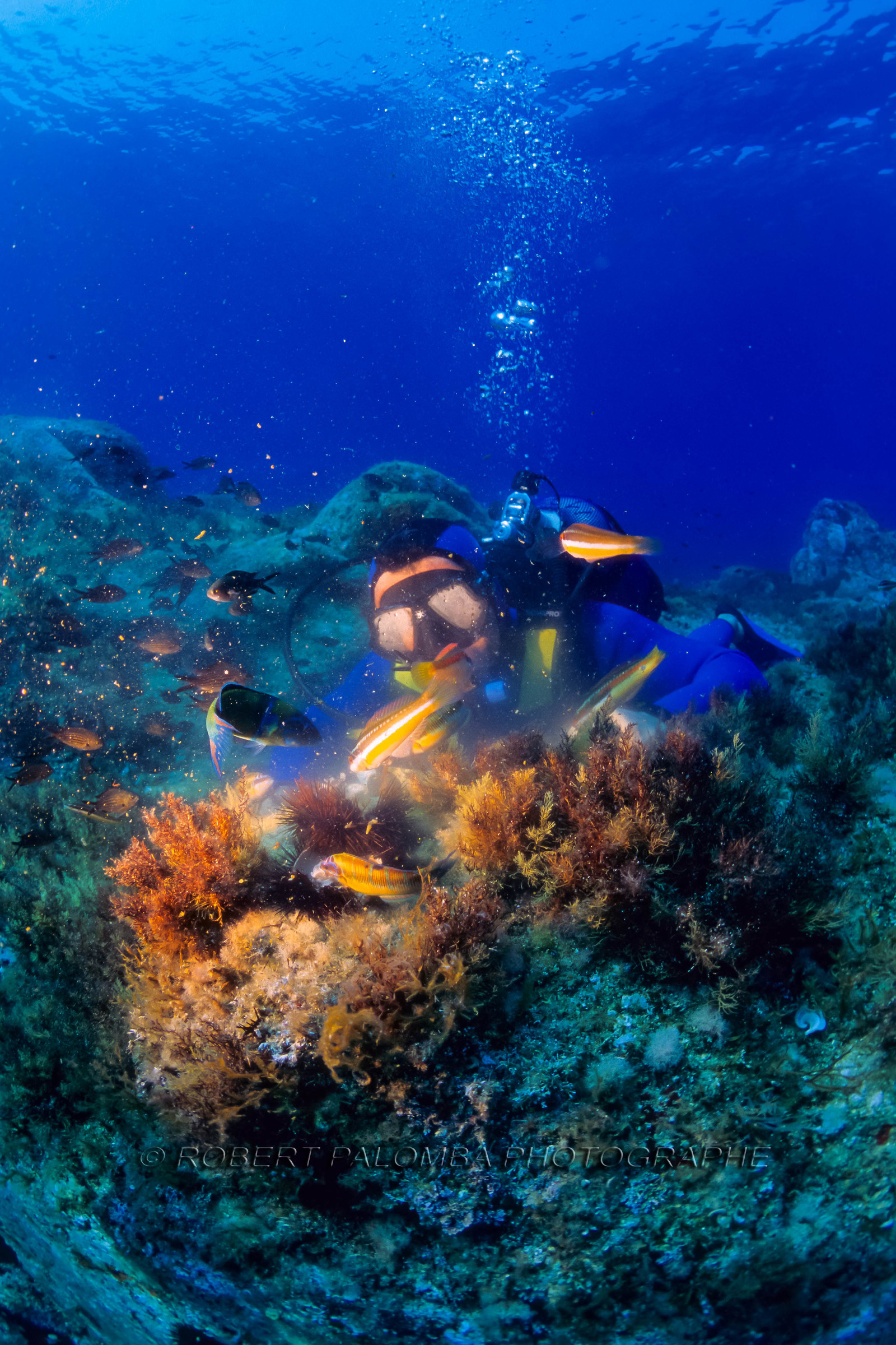 Plongée sous-marine