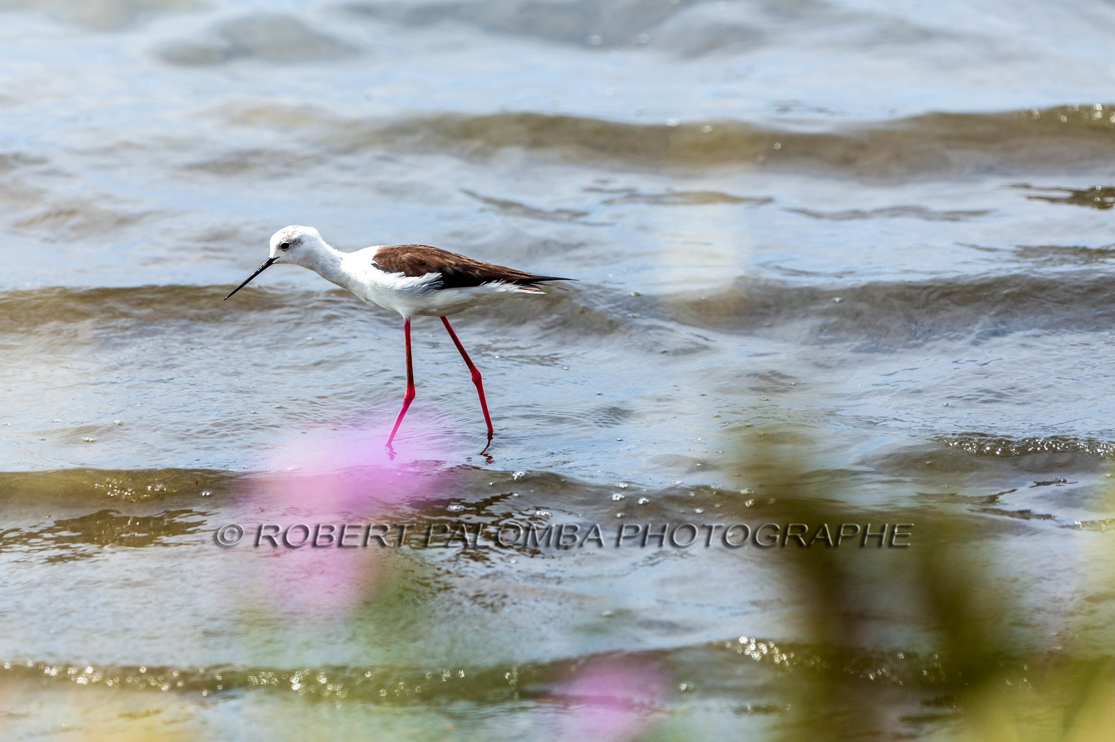 Salins d'Hyères