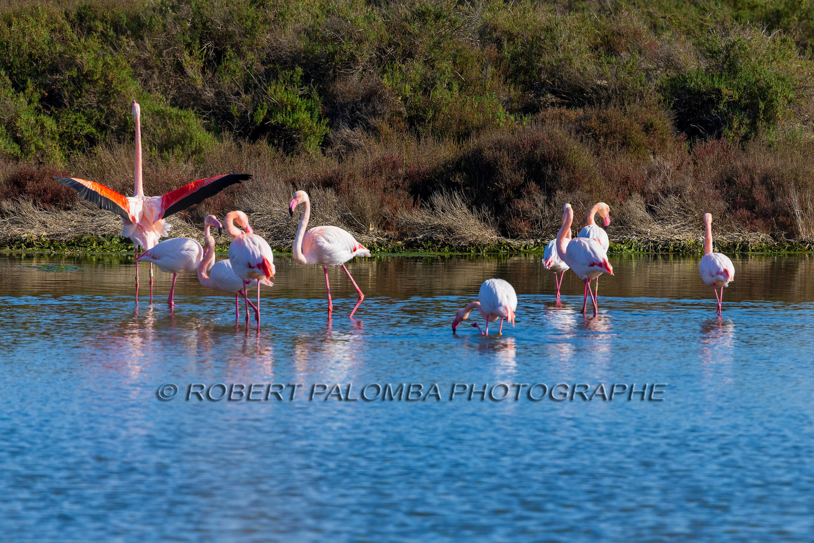 Flamant rose
