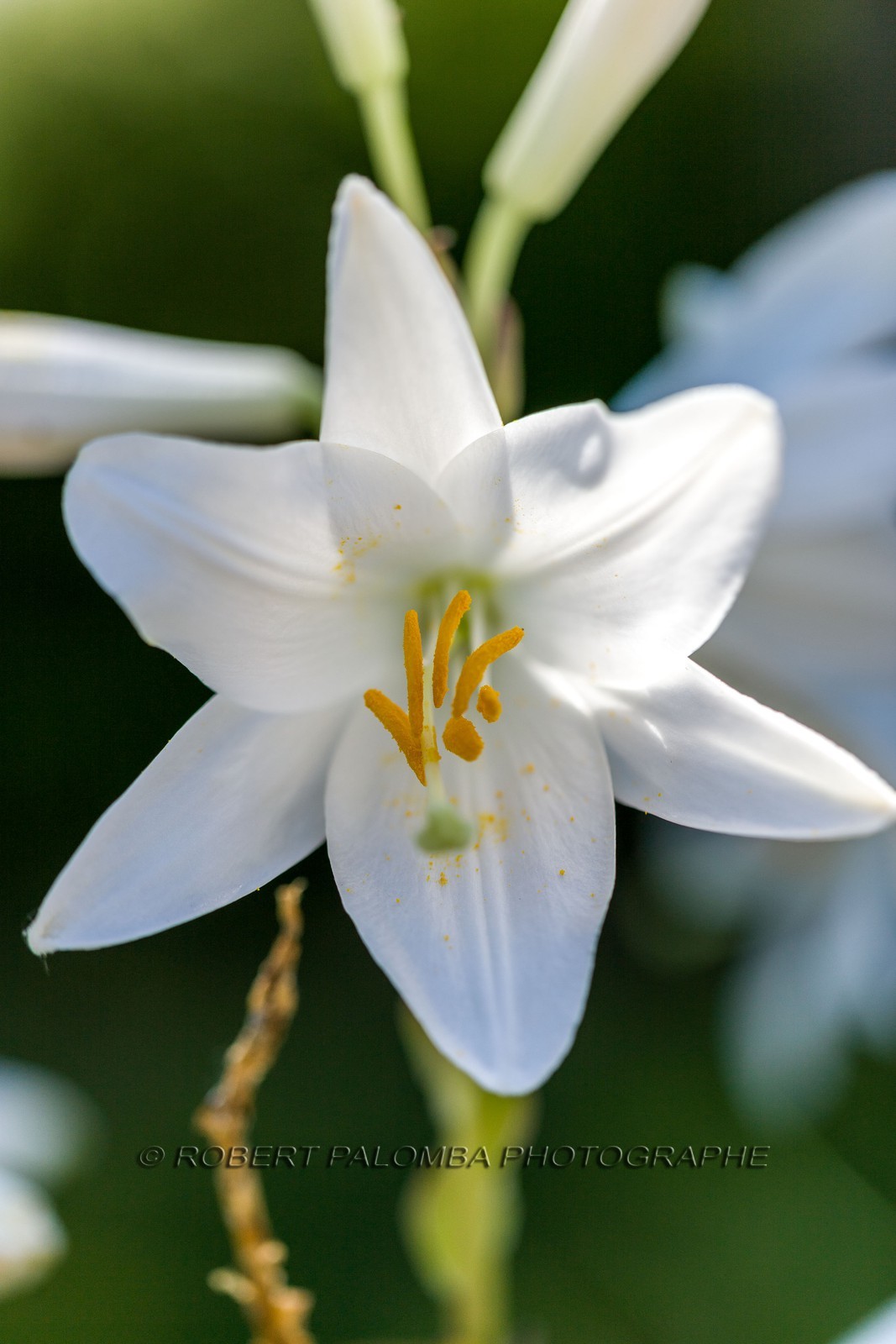 Flore Méditerranéenne Flore Méditerranéenne