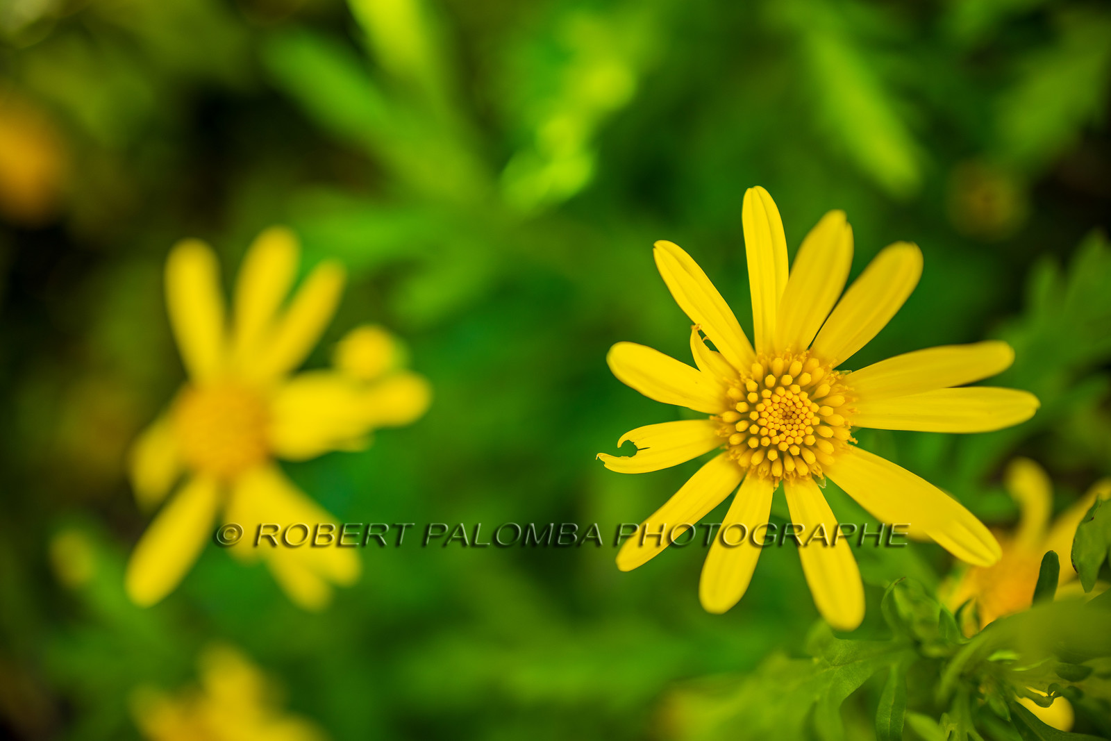 Flore